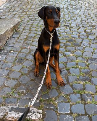 Dobermann Cucciolo 7 mesi