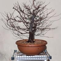 Bonsai Acero Tridente (Burgeranium)