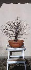 Bonsai Acero Tridente (Burgeranium)