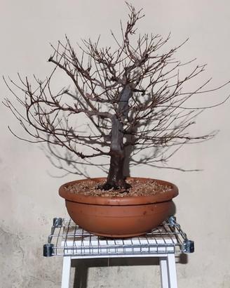 Bonsai Acero Tridente (Burgeranium)