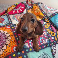 Bassotti ultime due femmine kaninchen