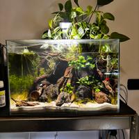 Acquario con pesci compreso