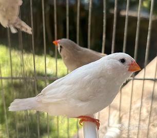 Diamantini mandarini