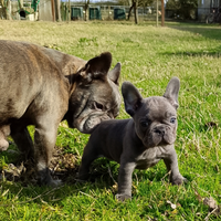 Bulldog francese
