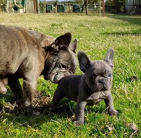 Bulldog francese