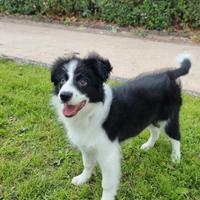 Border Collie