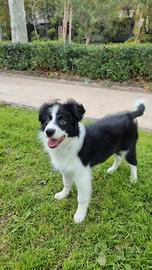 Border Collie