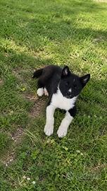 Cucciolo di Akita americano