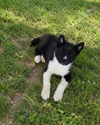 Cucciolo di Akita americano