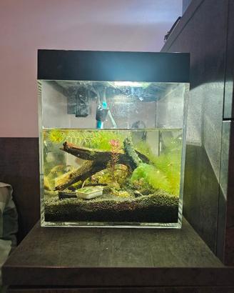 acquario askoll pure s