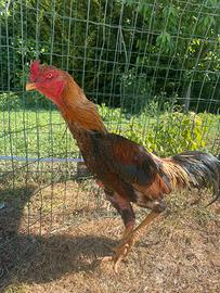 Gallo Shamo