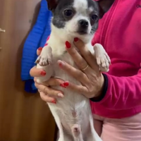 Chihuahua