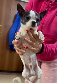 Chihuahua