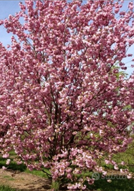 Piante pero da fiore, gelso da frutto, alchechengi