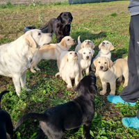 Cuccioli di Labrador Retriever