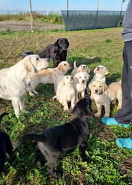 Cuccioli di Labrador Retriever
