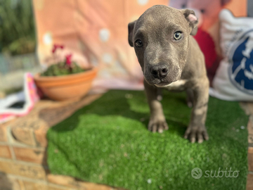 American bully pocket