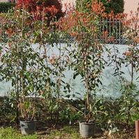 Piante di photinia siepe