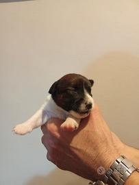 Jack Russell broken