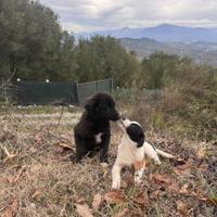 Cuccioli abbandonati