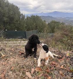 Cuccioli abbandonati