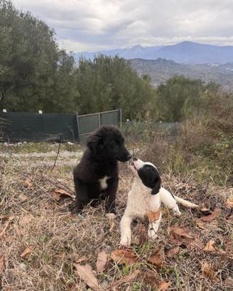 Cuccioli abbandonati