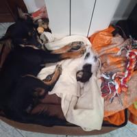 Cani di taglia piccola