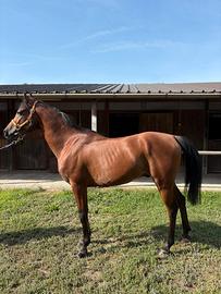 Cavallo purosangue orientale
