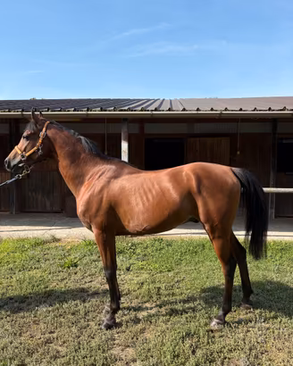 Cavallo purosangue orientale
