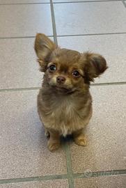 Cucciolo di chihuahua