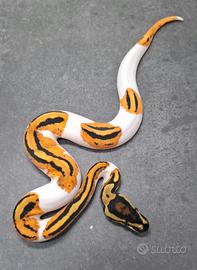 Pitone reale vari morph