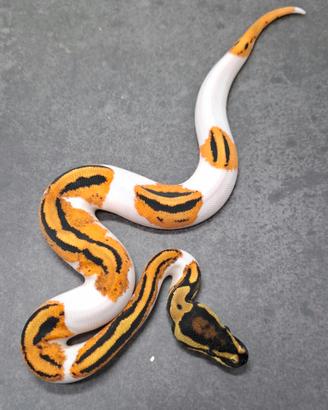 Pitone reale vari morph