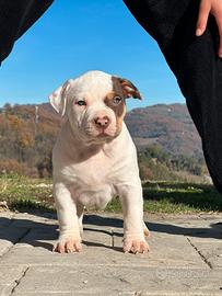 Cuccioli american bully XL