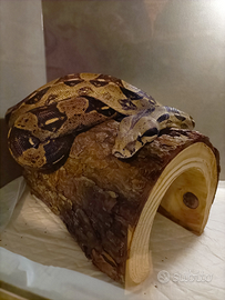 Boa constrittor 1,70mt con teca