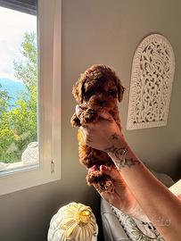 Cuccioli di barboncino