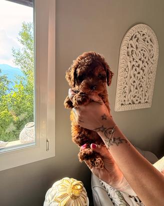 Cuccioli di barboncino