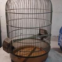 Gabbia per uccellini