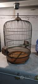 Gabbia per uccellini