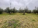 terreno-di-5000-m²-a-viterbo