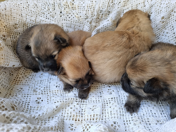 Volpinoli Italiani rossi