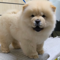 Chow Chow con pedigree