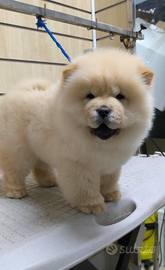 Chow Chow con pedigree