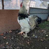Gallo