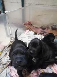 Cuccioli di cane