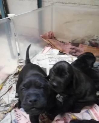 Cuccioli di cane