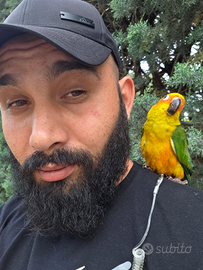 Aratinga solstitialis CONURO DEL SOLE