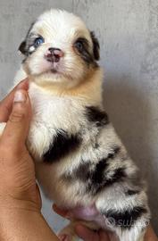 Blue Merle pastore australiano