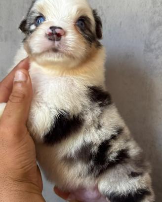 Blue Merle pastore australiano