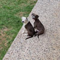 Stallone da monta American Staffordshire
