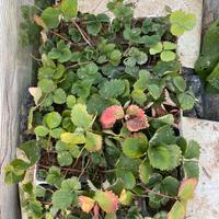 12 Piantine di fragole rifiorenti